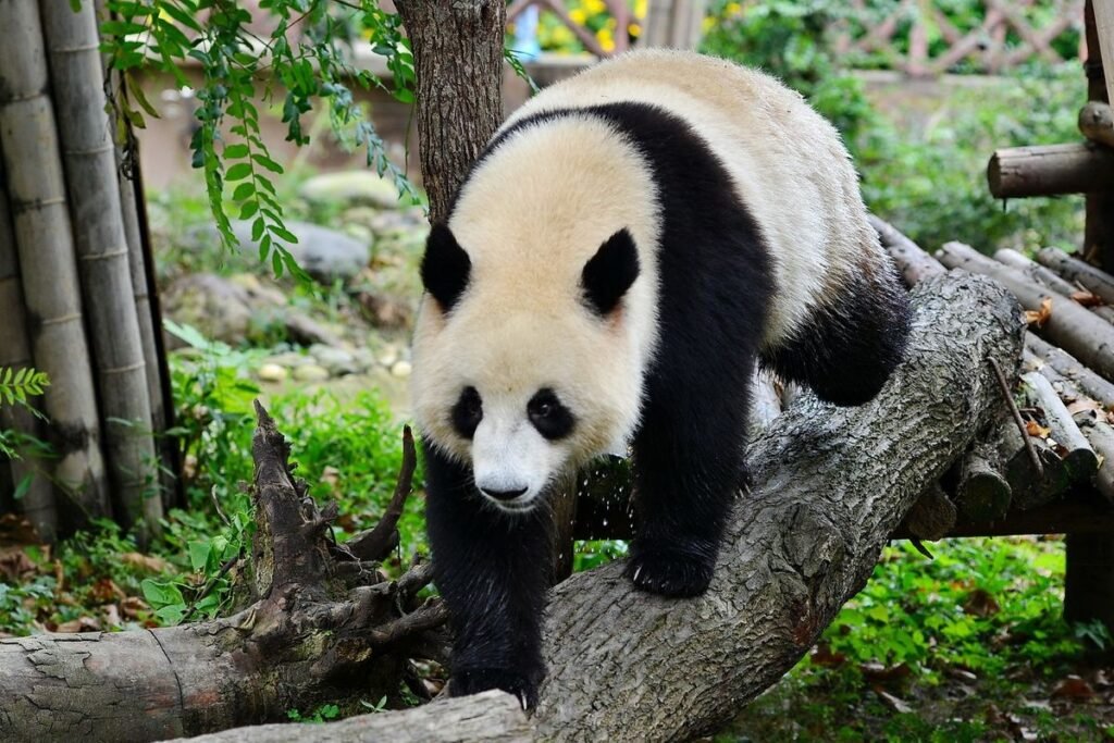 الصين الكلاسيكية وتشنغدو